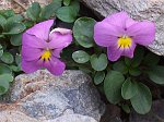 07 Viola Comollia (Viola di Comolli)